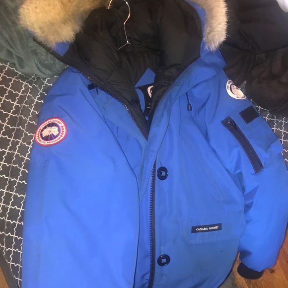 Canada goose - Picture 4 of 7